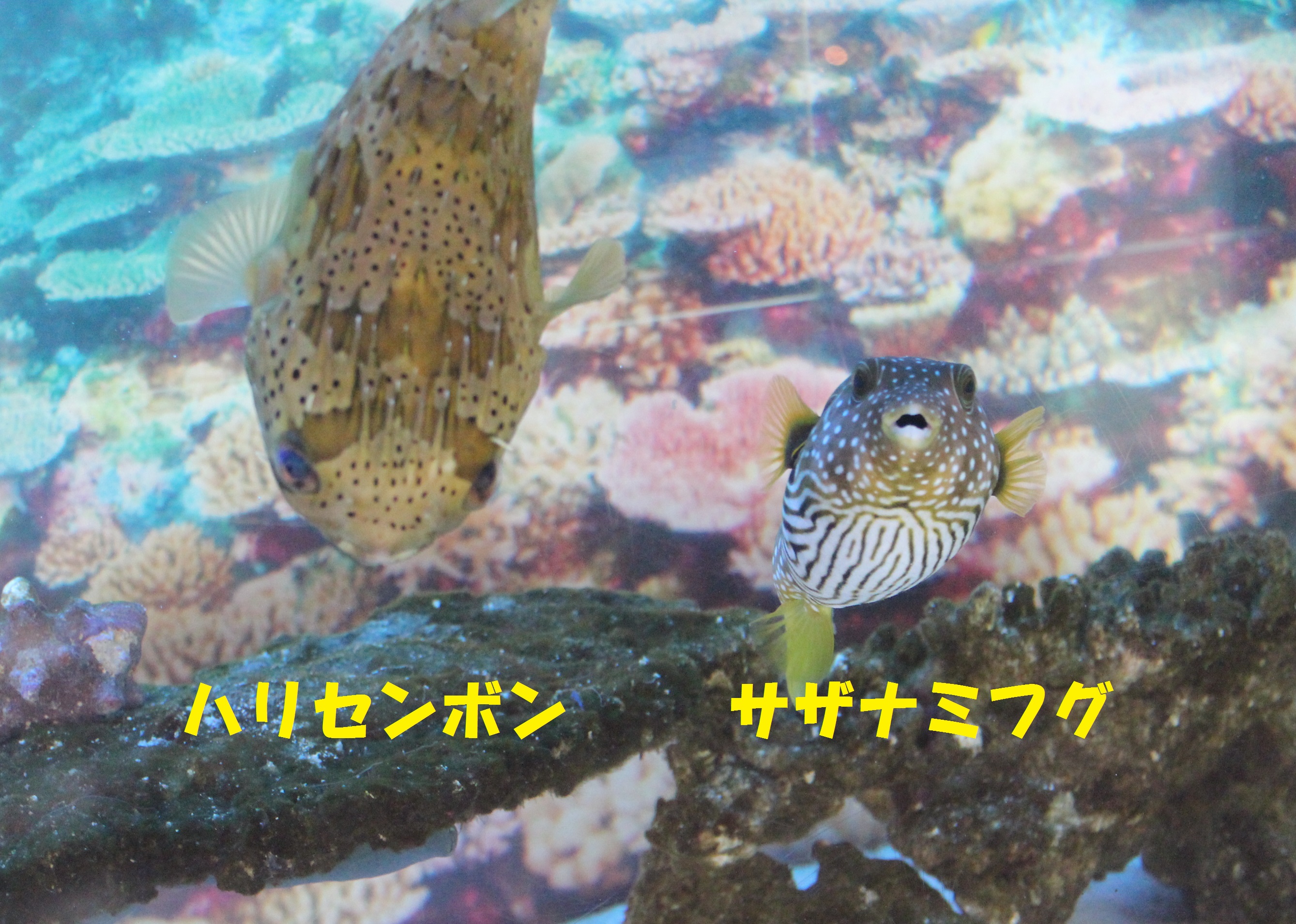 http://miyakojima-kaichukoen.com/blog/upload_images/harisaza.JPG