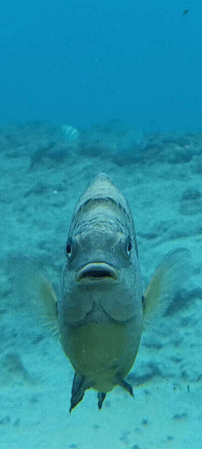 魚12.jpg