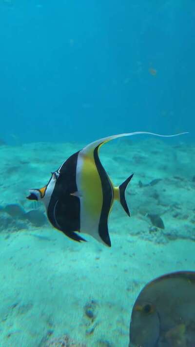 魚6.jpg